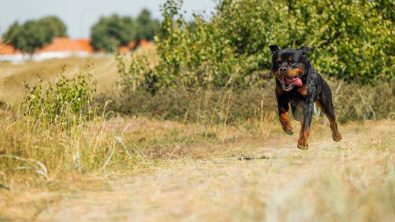 Løpebånd for hunder – Dog Runner