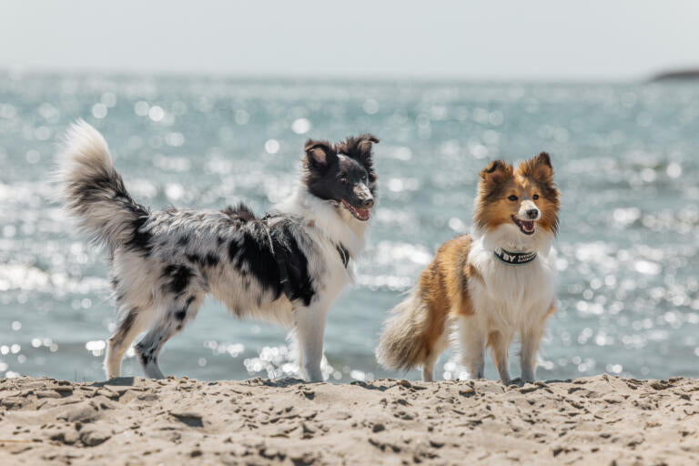 Artrose og leddproblemer hos hunden. Hva er artrose hos hund?