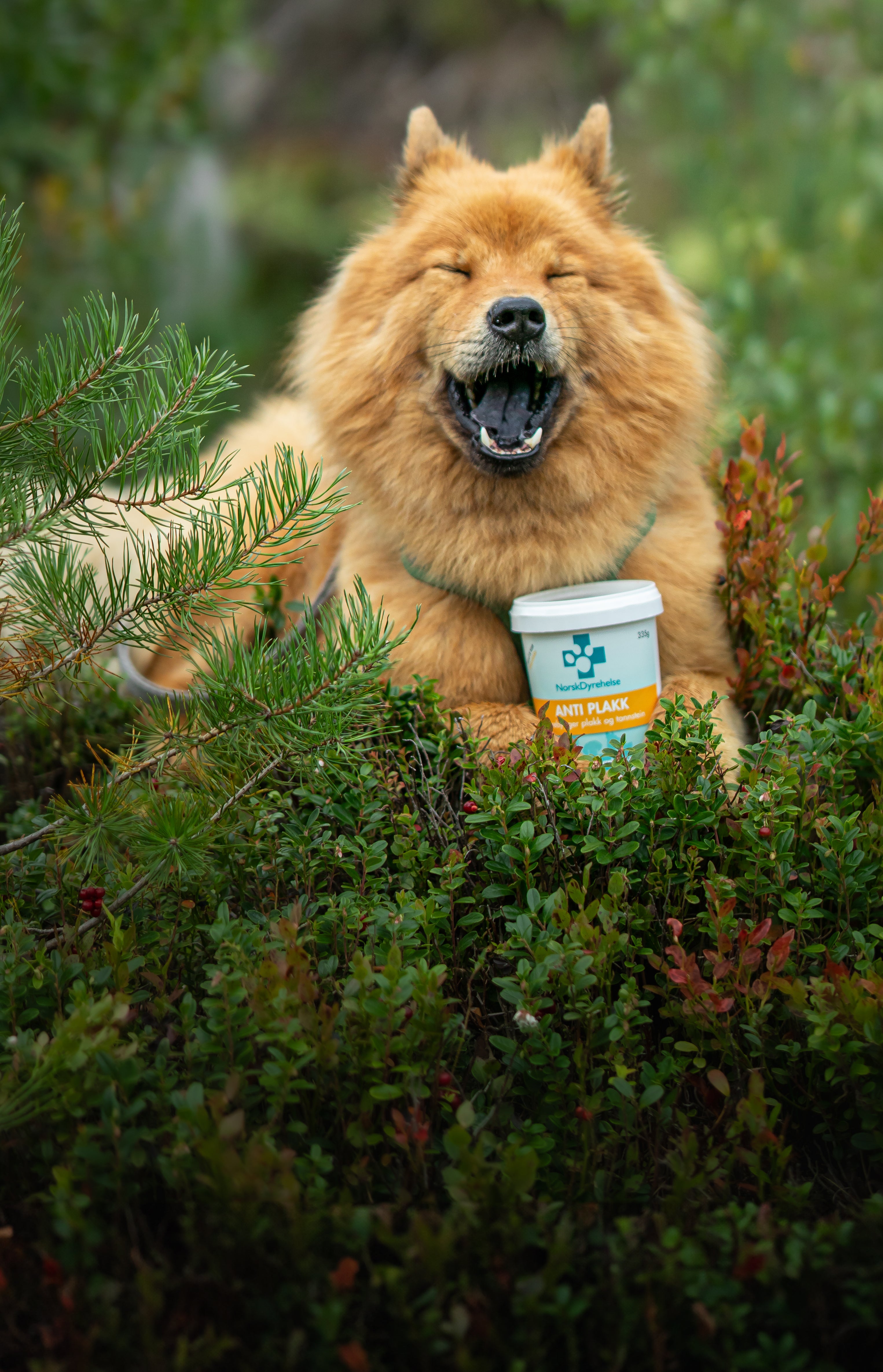 Tilskudd Norsk Dyrehelse Tilskudd Norsk Dyrehelse